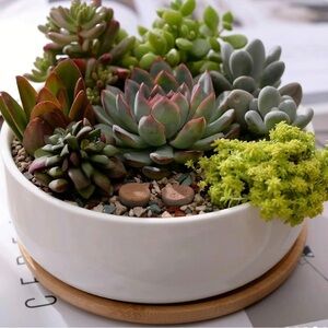 Colorful Succulent Arrangement in White Planter